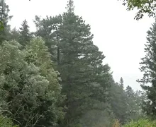 Summer Rain In Beautiful Green Forest (1 Hour) Calming Summer Rain In Forest