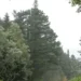 Summer Rain In Beautiful Green Forest (1 Hour) Calming Summer Rain In Forest